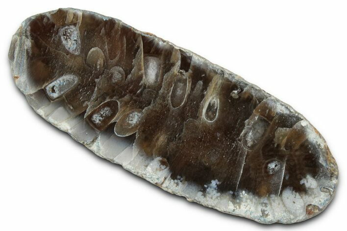 Cut & Polished Fossil Cycadophyte Cone (Half) #346863